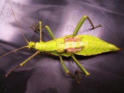 Heteropteryx marginata - Malaiische riesengespenstschrecke